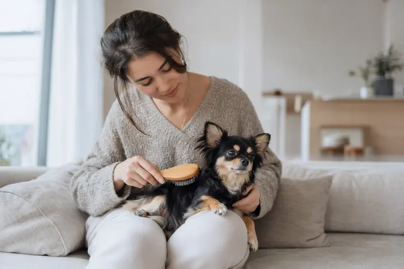 Ein Chihuahua wird zuhause sanft gebürstet, während sein Besitzer die Fellpflege liebevoll übernimmt.