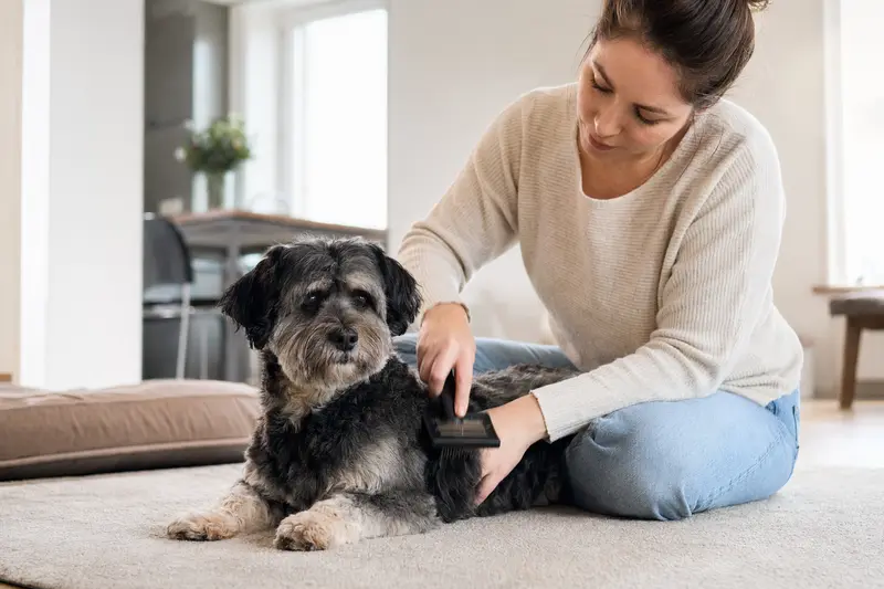 Ein Chincha Bull Hund wird in einer hellen Wohnung sanft gebürstet, während sein Besitzer liebevoll die Fellpflege übernimmt.