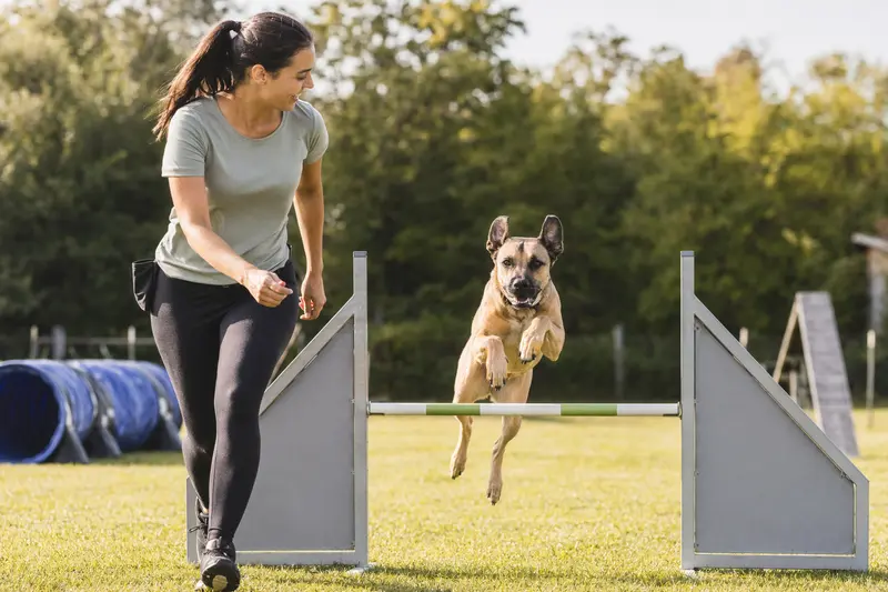 Ein Chincha Bull Hund springt beim Training mit seinem Besitzer über eine kleine Hürde auf dem Hundeplatz.