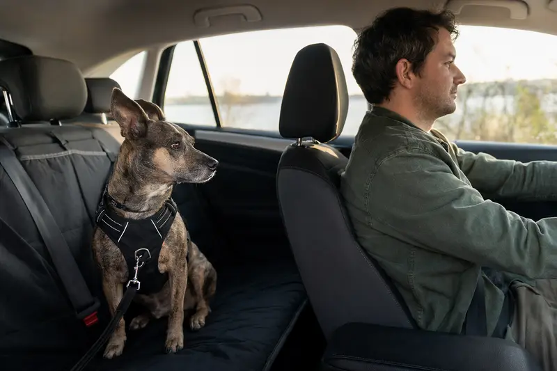 Ein sicher angeschnallter Chincha Bull Hund auf der Rückbank eines Autos, während der Besitzer ruhig fährt und Sonnenlicht durch das Fenster strömt.