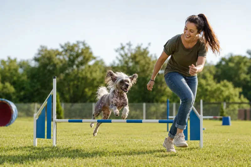 Chinesischer Faltenhund beim Training mit seinem Besitzer über eine kleine Hürde auf dem Hundeplatz.