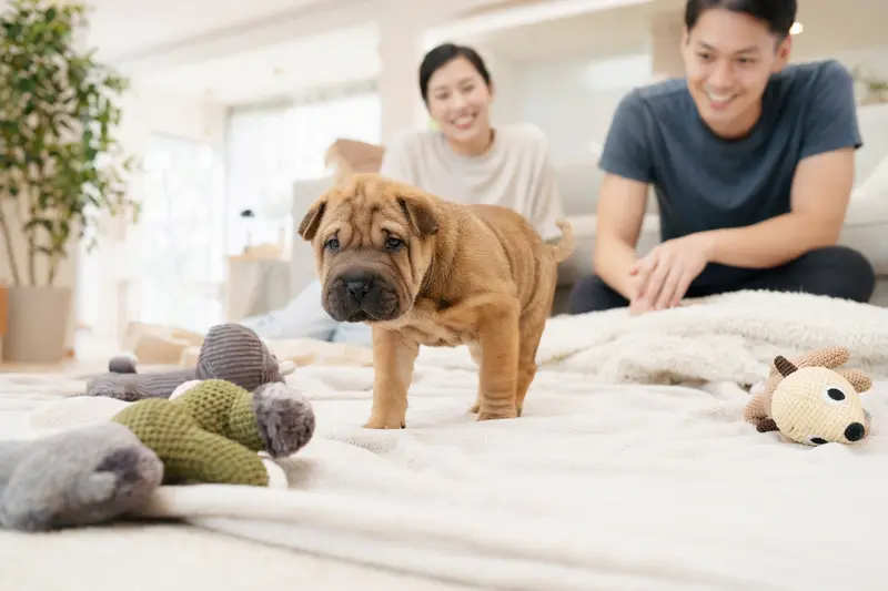 Ein neugieriger Chinesischer Faltenhund Welpe erkundet sein neues Zuhause mit einer weichen Decke und Spielzeug im Hintergrund.