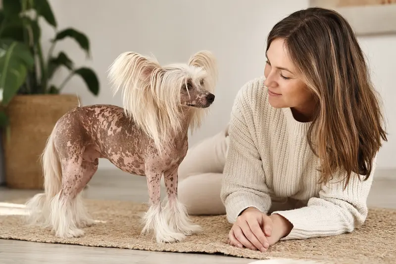 Ein Chinesischer Schopfhund steht aufmerksam in natürlicher Haltung vor hellem Hintergrund.