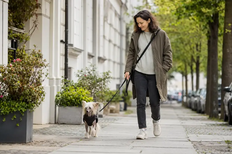 Ein Chinesischer Haarloser Schopfhund läuft mit seinem Besitzer an der Leine durch eine moderne Stadtstraße.