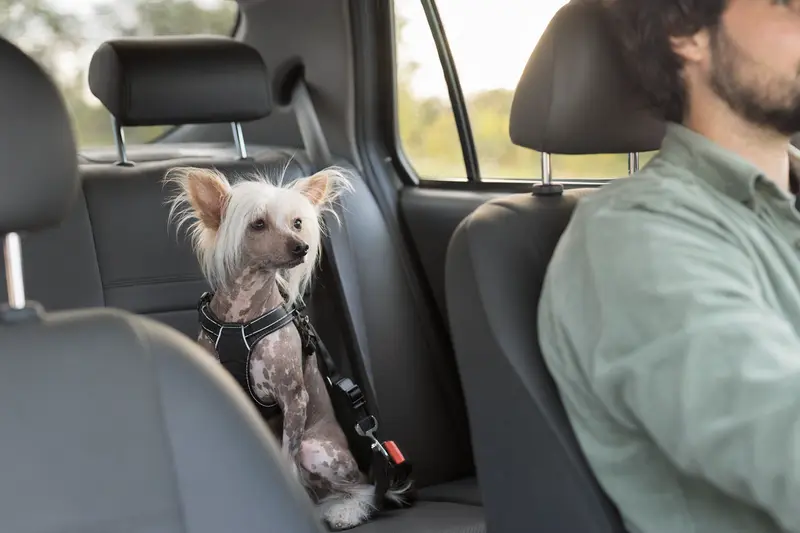 Ein sicher angeschnallter Chinesischer Haarloser Schopfhund sitzt entspannt auf der Rückbank eines Autos, während das Sonnenlicht durch das Fenster strömt.