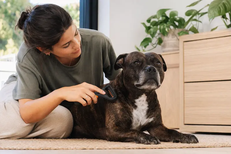Ein Chinesischer Kampfhund wird in der Wohnung sanft gebürstet, während sich der Besitzer liebevoll um die Fellpflege kümmert.