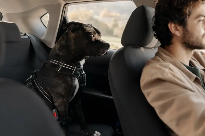 Ein sicher angeschnallter Chinesischer Kampfhund auf der Rückbank eines Autos, während der Besitzer fährt.