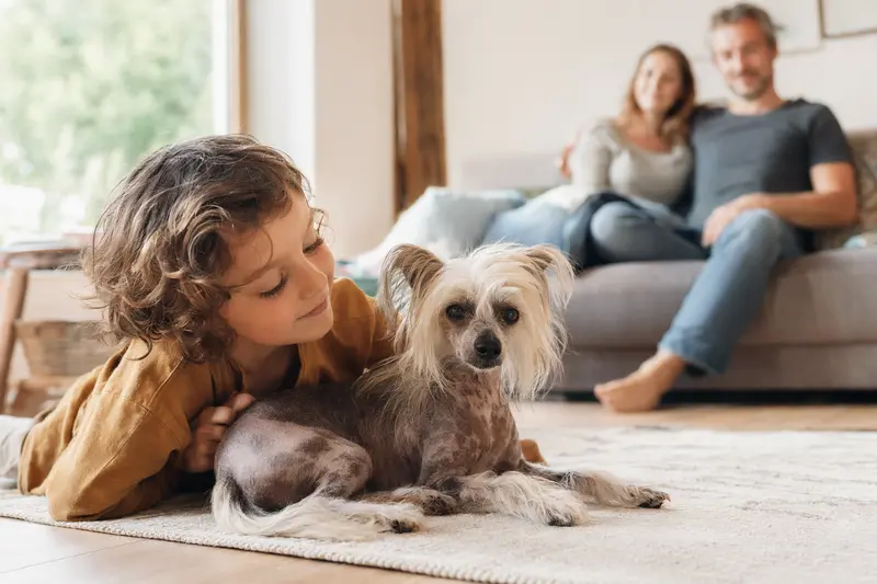 Ein entspannter Chinesischer Schopfhund liegt neben einem lächelnden Kind in einem beleuchteten Wohnzimmer, umgeben von der Familie.