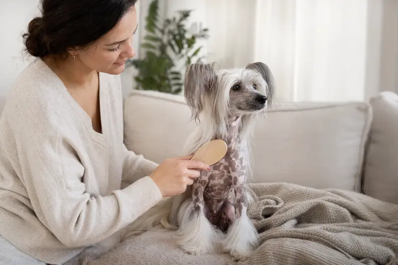 Ein Chinesischer Schopfhund wird in einer hellen Wohnung sanft gebürstet, während sich der Besitzer liebevoll um die Fellpflege kümmert.