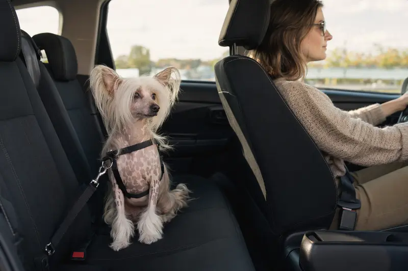 Ein Chinesischer Schopfhund sitzt angeschnallt auf der Rückbank eines Autos, während der Besitzer ruhig fährt.