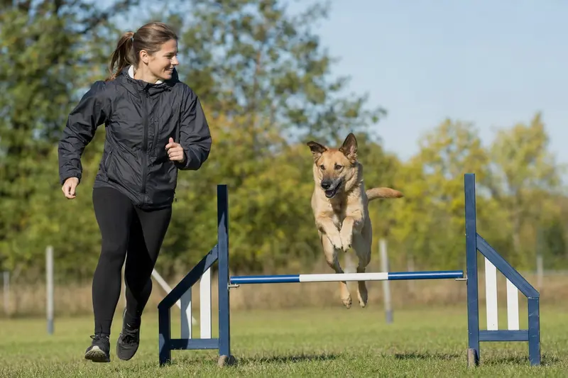 Ein Chinook Hund springt mit seinem Besitzer über eine kleine Trainingshürde auf dem Hundeplatz.