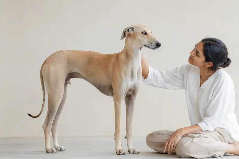 Ein aufmerksamer Chippiparai Hund steht in natürlicher Haltung vor hellem neutralem Hintergrund.