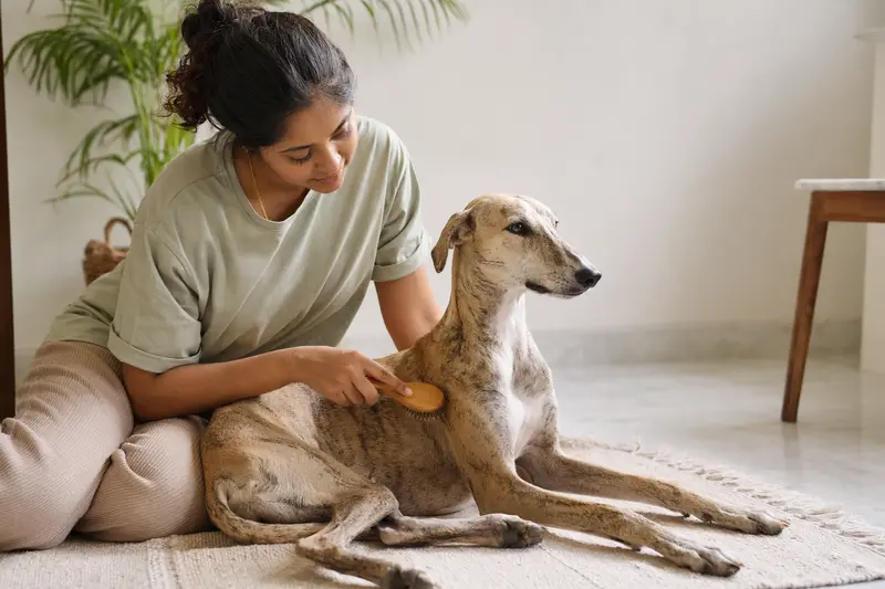 Ein Chippiparai Hund wird zuhause sanft gebürstet, während sich der Besitzer liebevoll um die Fellpflege kümmert.