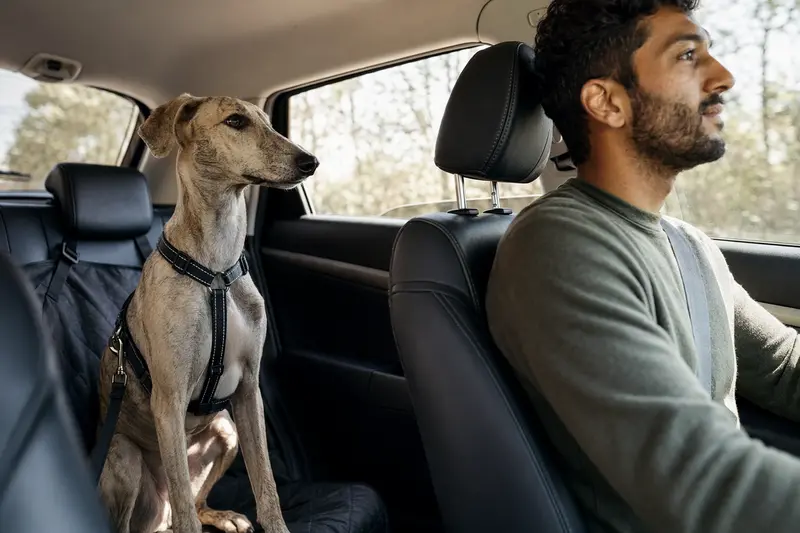 Ein Chippiparai Hund sitzt sicher angeschnallt auf der Rückbank eines Autos und genießt das Sonnenlicht.