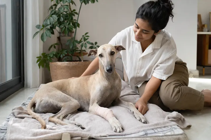 Ein Chippiparai Hund mit leichtem Verband an der Pfote liegt entspannt neben seinem erleichterten Besitzer in einer hellen Wohnung.