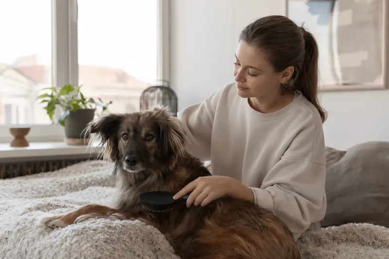 Ein Chodenhund wird in einer hellen Wohnung sanft gebürstet, während sich der Besitzer liebevoll um die Fellpflege kümmert.