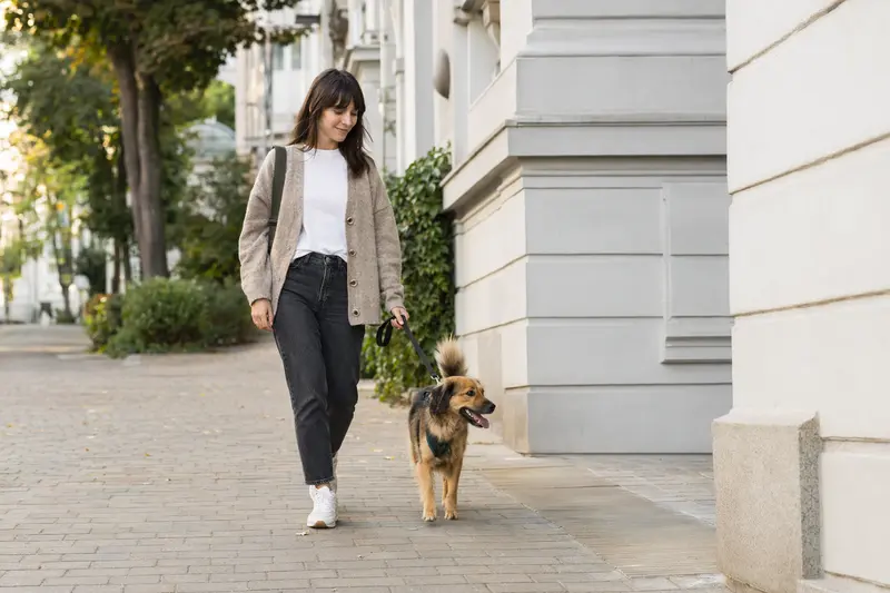 Ein Chodenhund läuft an der Leine mit seinem Besitzer durch eine freundliche Stadtstraße im Alltag.