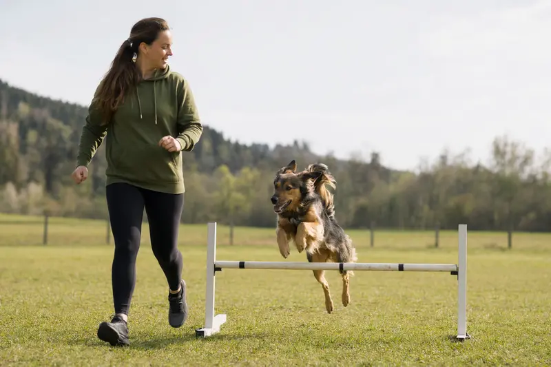 Ein Chodenhund springt mit seinem Besitzer über eine kleine Trainingshürde auf dem Hundeplatz.
