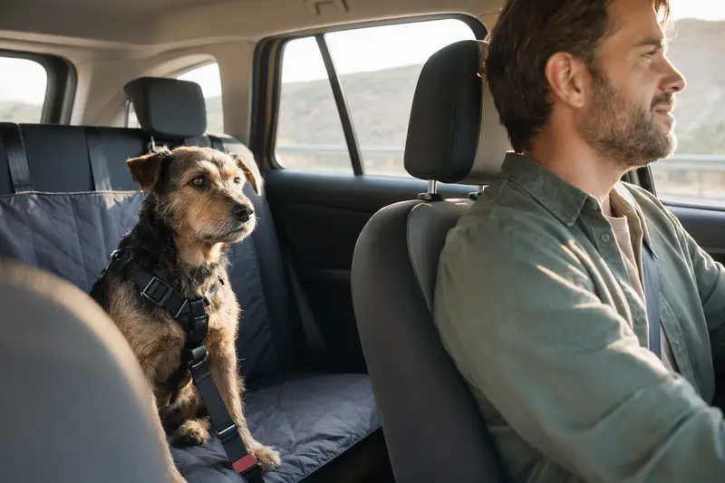 Ein Chodenhund sitzt sicher angeschnallt auf der Rückbank eines Autos, während der Besitzer fährt.