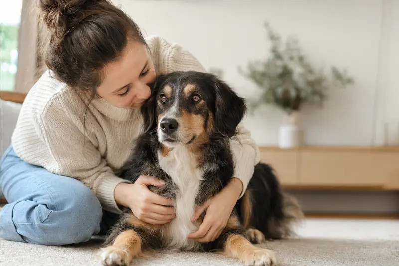Chodenländer Hund steht aufmerksam in natürlicher Haltung vor hellem, neutralem Hintergrund.