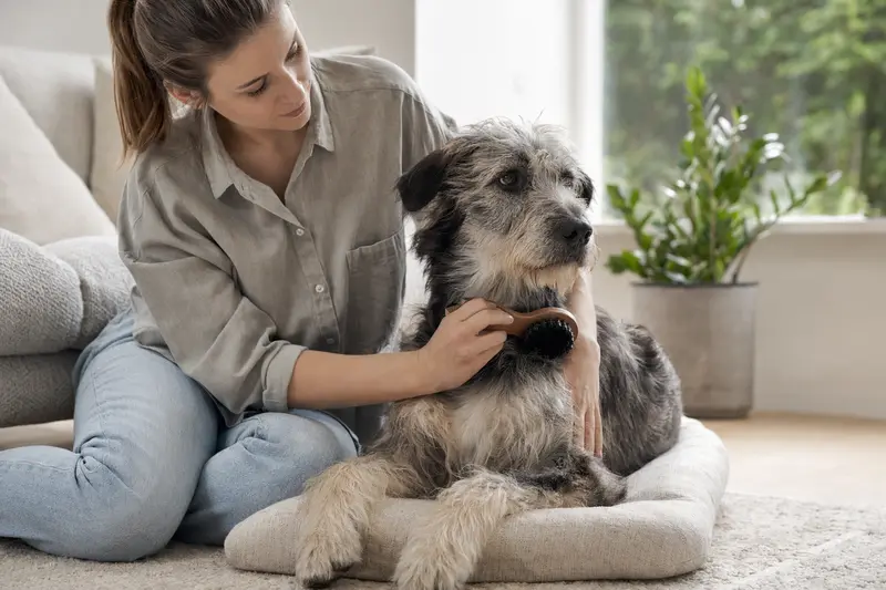 Ein Chodenländer Hund wird zuhause von seinem Besitzer sanft gebürstet, was liebevolle Fellpflege und verantwortungsvolle Hundegesundheit zeigt.