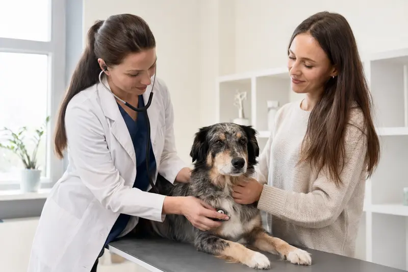 Ein ruhiger Chodenländer Hund wird von einer freundlichen Tierärztin in einer modernen Tierarztpraxis untersucht.