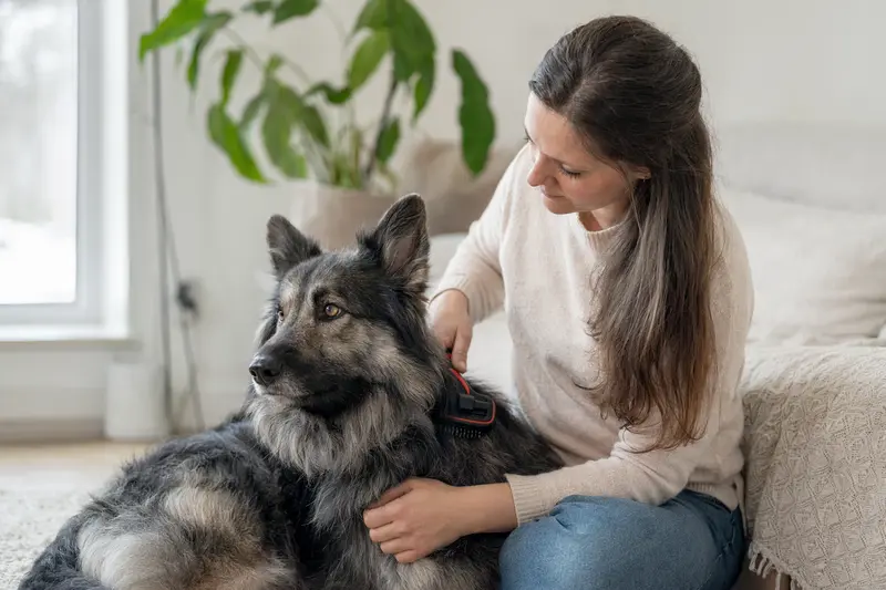 Ein Chodsky pes wird zuhause sanft gebürstet, während sein Besitzer liebevoll die Fellpflege übernimmt und auf Gesundheit und Wohlbefinden achtet.