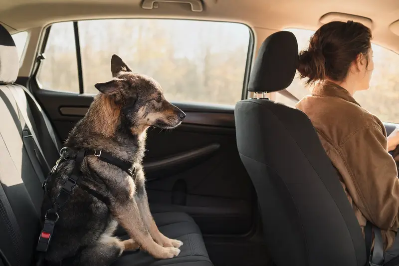 Ein Chodsky pes Hund sitzt sicher auf der Rückbank eines Autos und genießt die Fahrt im Sonnenlicht.
