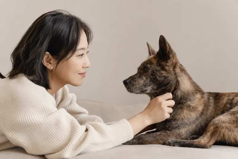 Ein aufmerksamer Chongqing-Hund steht in natürlicher Haltung vor hellem neutralem Hintergrund.