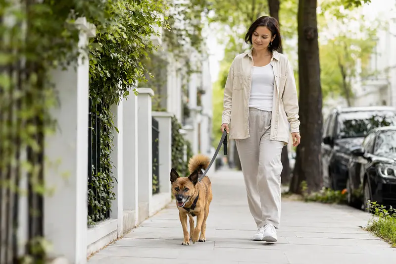 Ein Chongqing-Hund läuft an der Leine mit seinem Besitzer durch eine moderne Stadtstraße.