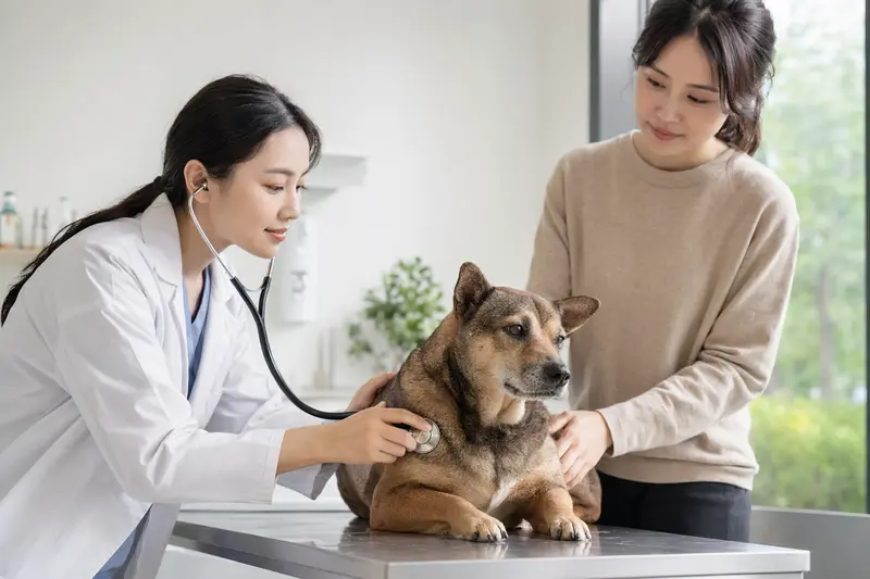 Ein ruhiger Chongqing-Hund wird von einer freundlichen Tierärztin in einer modernen Tierarztpraxis untersucht.