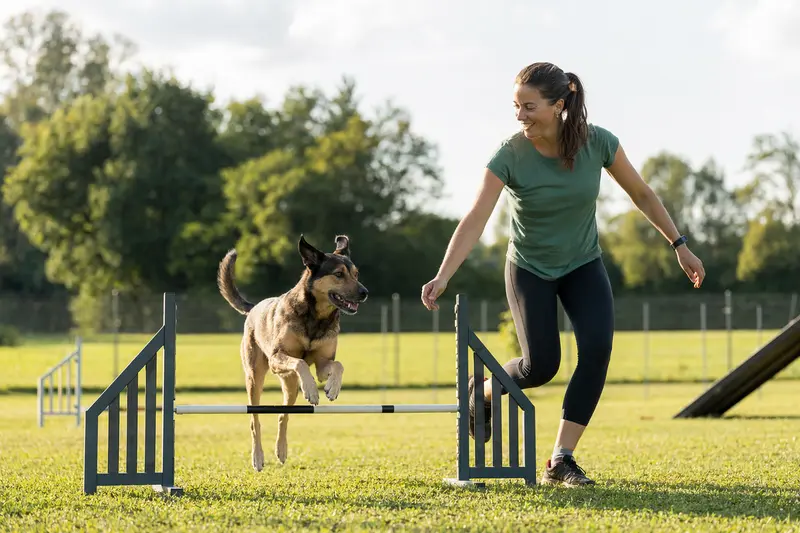 Ein Chortaj-Hund springt beim Training mit seinem Besitzer über eine kleine Hürde auf dem Hundeplatz.