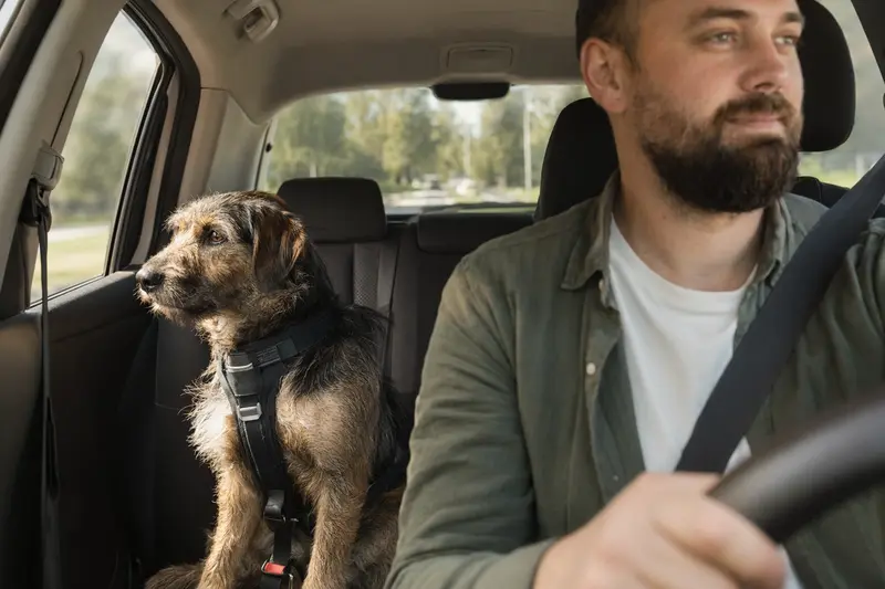 Ein Chortaj Hund sitzt sicher angeschnallt auf der Rückbank eines Autos, während der Besitzer ruhig fährt und Sonnenlicht durch das Fenster strömt.