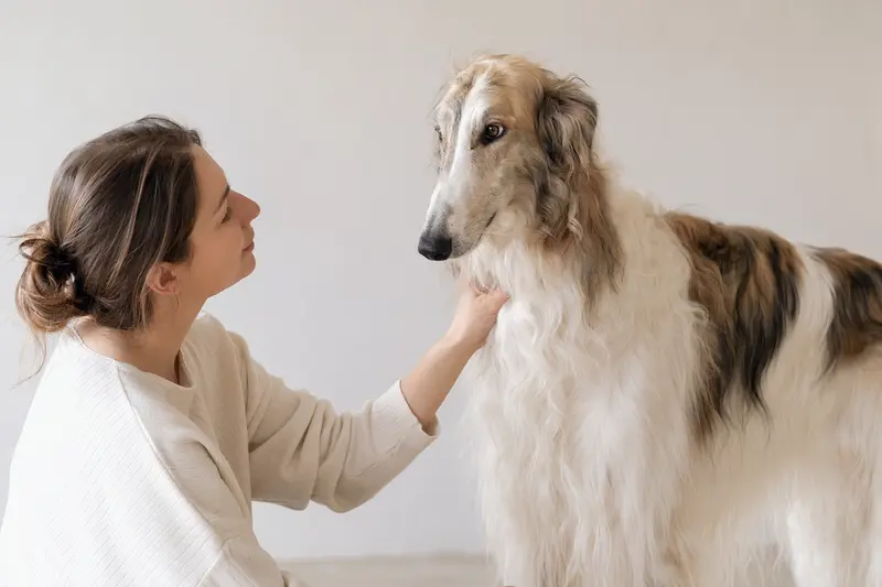 Ein aufmerksam stehender Chortaja Borzaja Hund mit typischer Fellstruktur und eleganter Körperform vor hellem, neutralem Hintergrund.
