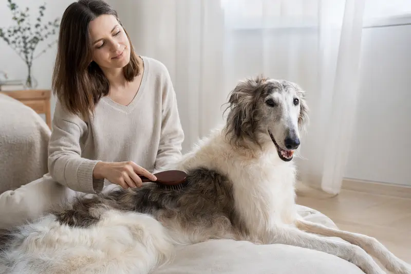 Ein Chortaja Borzaja Hund wird in einer hellen Wohnung sanft gebürstet, während sein Besitzer das Fell liebevoll pflegt.
