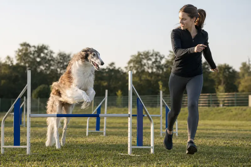 Ein Chortaja Borzaja springt mit seinem Besitzer über eine kleine Trainingshürde auf dem Hundeplatz.