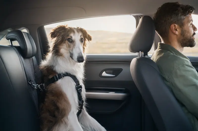 Ein Chortaja Borzaja Hund, sicher angeschnallt auf der Rückbank eines Autos, während ein Mensch ruhig fährt.