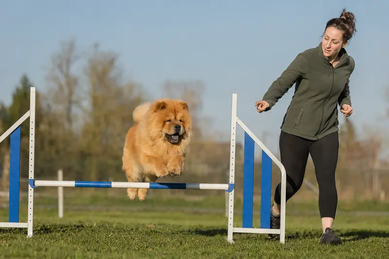 Ein aktiver Chow-Chow springt mit seinem Besitzer über eine kleine Trainingshürde auf dem Hundeplatz.
