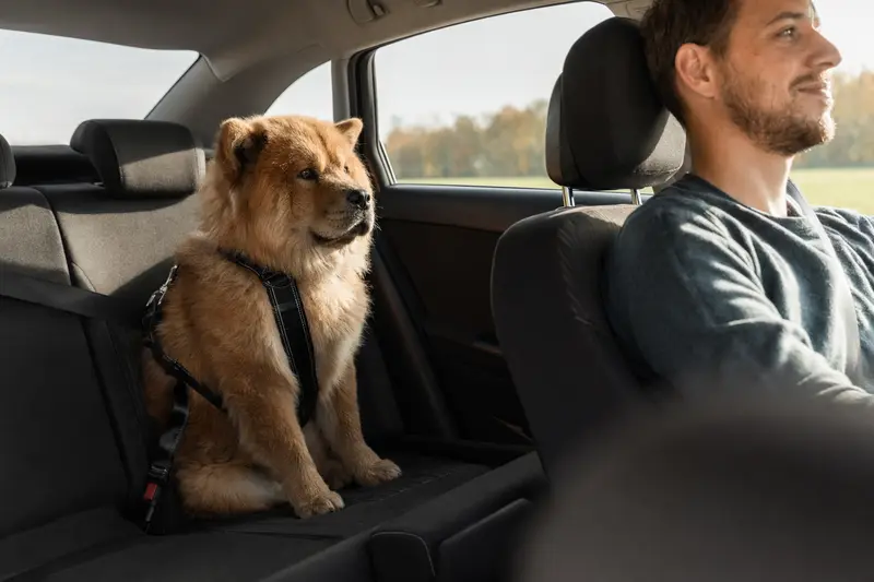 Ein sicher angeschnallter Chow-Chow Hund auf der Rückbank eines Autos, während der Besitzer fährt.
