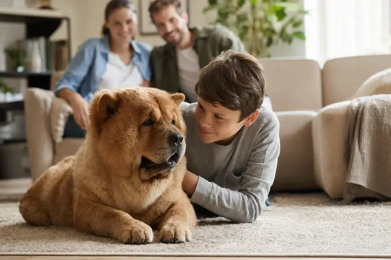 Ein freundlicher Chow-Chow liegt entspannt neben einem Kind im Wohnzimmer, während die Eltern im Hintergrund eine sichere Familienatmosphäre schaffen.