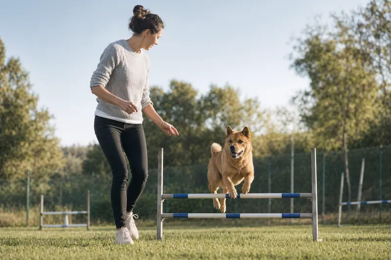 Ein aktiver Chow-Chow trainiert mit seinem Besitzer auf einem Hundeplatz über eine kleine Hürde.