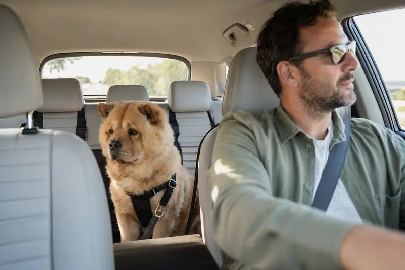 Ein kurzhaariger Chow-Chow sitzt sicher angeschnallt auf der Rückbank eines Autos, während sein Besitzer ruhig fährt.