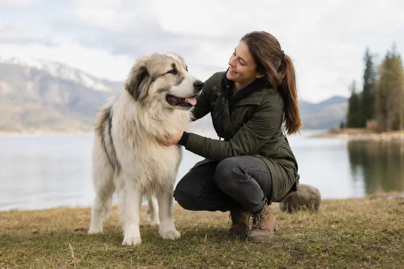 Aufmerksamer Ciobanesc Romanesc Carpatin Hund in natürlicher Haltung vor hellem Hintergrund.
