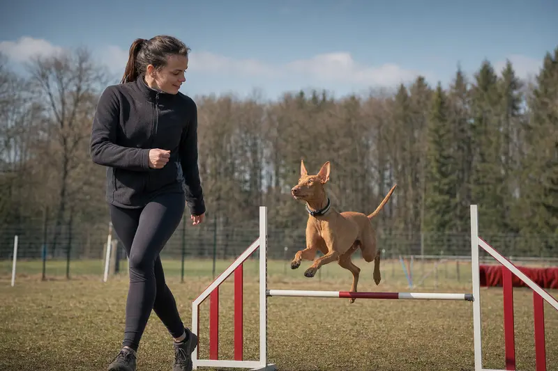 Ein Cirneco dell'Etna springt konzentriert über eine kleine Trainingshürde auf dem Hundeplatz, während sein Besitzer ihn begleitet.