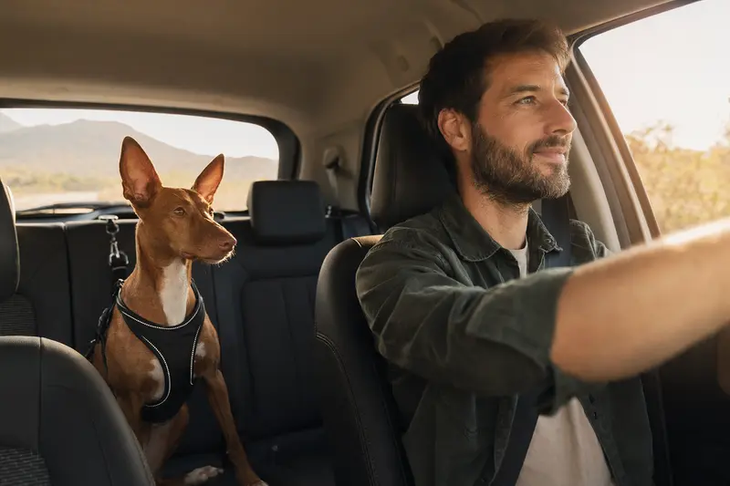 Ein Cirneco dell'Etna Hund ist sicher angeschnallt auf der Rückbank eines Autos, während sein Besitzer fährt.