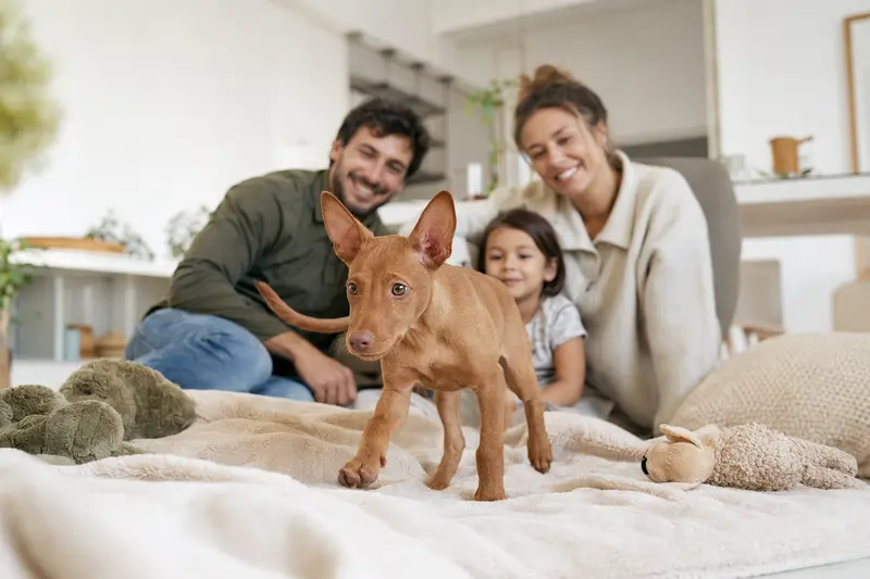 Ein neugieriger Cirneco dell'Etna Welpe erkundet seine weiche Decke und Spielzeuge in einer hellen Wohnung mit seiner liebevollen Familie im Hintergrund.