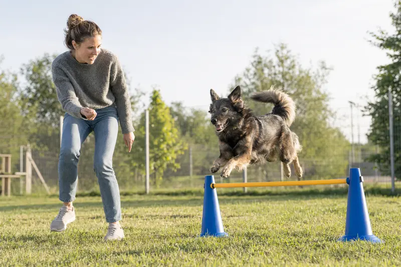 Ein Coban Hirtenhund springt beim Training mit seinem Besitzer über eine kleine Hürde auf dem Hundeplatz.