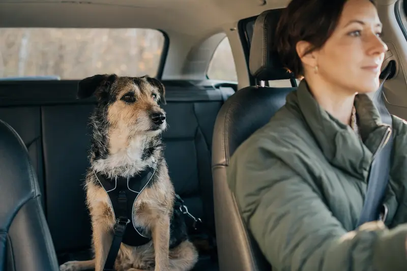 Ein Coban Hirtenhund sitzt sicher angeschnallt auf der Rückbank eines Autos, während das Sonnenlicht durch das Fenster strahlt.