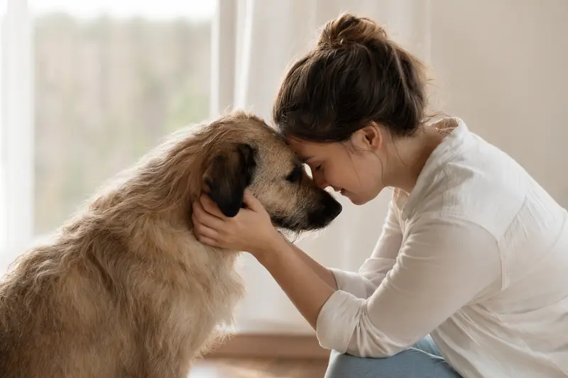 Ein aufmerksamer Coban Köpegi steht in natürlicher Haltung vor hellem neutralem Hintergrund.