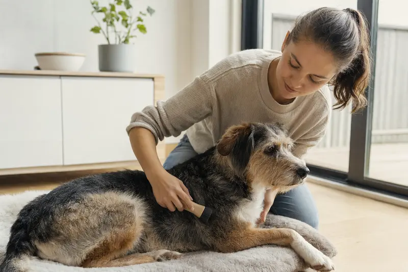 Ein Coban Köpegi wird in einer hellen Wohnung sanft gebürstet, während sein Besitzer die Fellpflege liebevoll übernimmt.